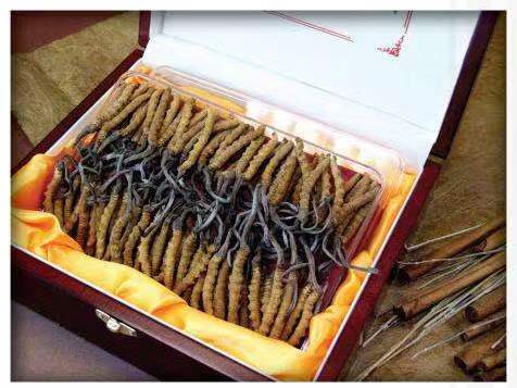 泽库冬虫夏草回收